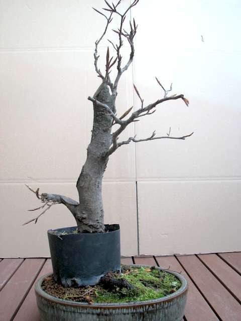 [bonsai+167.jpg]