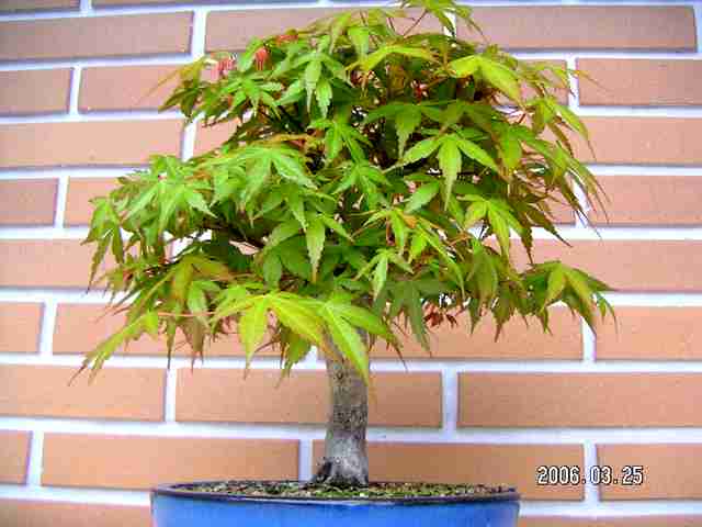 [bonsai+297.jpg]