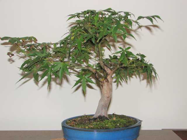 [bonsai+753.jpg]