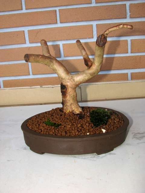 [bonsai+207a.jpg]