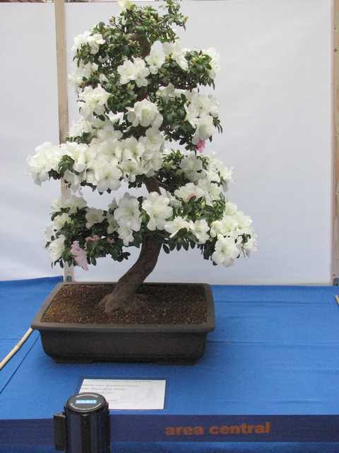 [bonsai+589a.jpg]