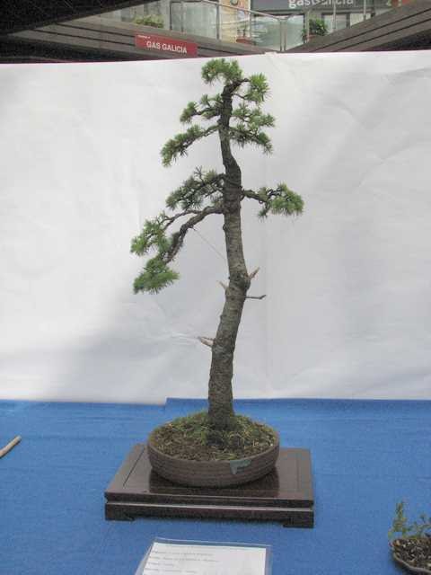 [bonsai+635.jpg]