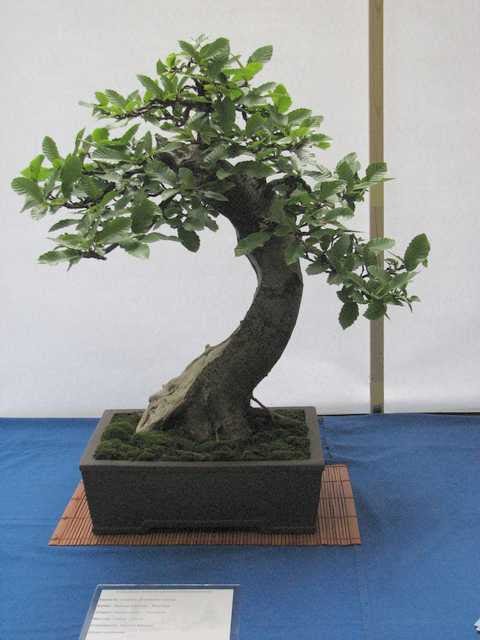 [bonsai+660.jpg]