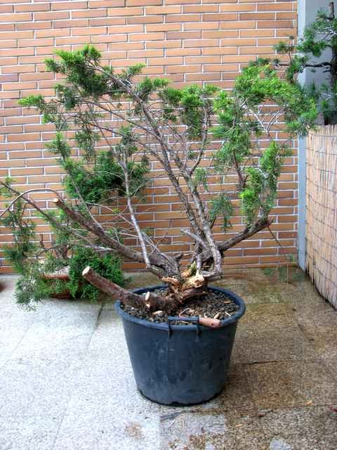 [bonsai+673.jpg]