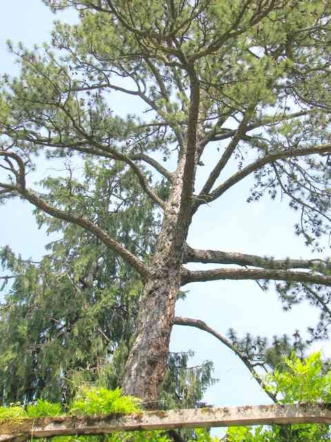 [bonsai+700a.jpg]