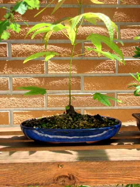 [bonsai+828a.jpg]
