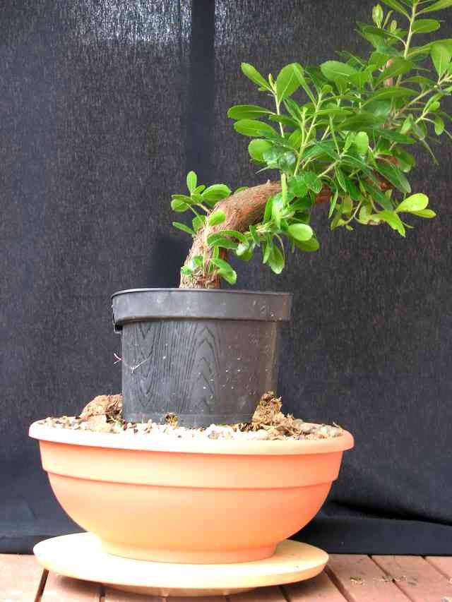 [bonsai+840a.jpg]