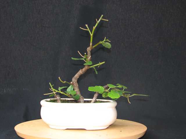 [bonsai+863.jpg]