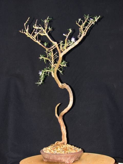[bonsai+1734.jpg]