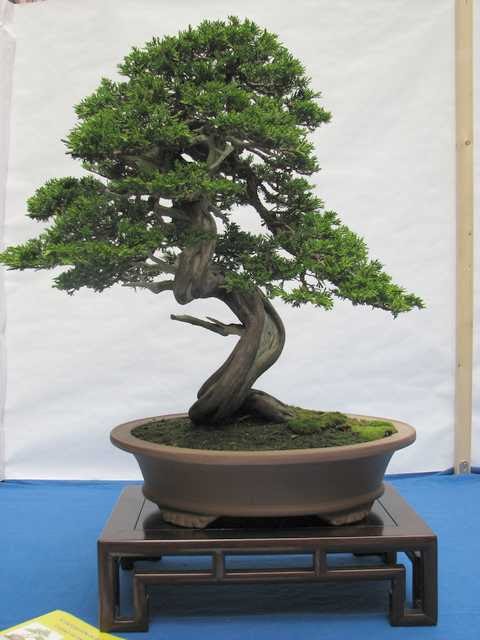 [bonsai+2075.jpg]