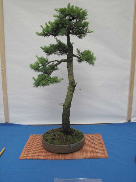 [bonsai+2100.jpg]