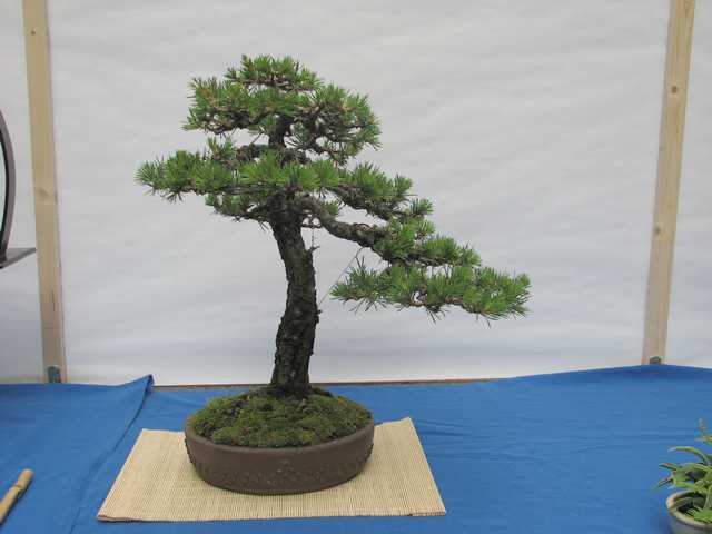 [bonsai+2101.jpg]