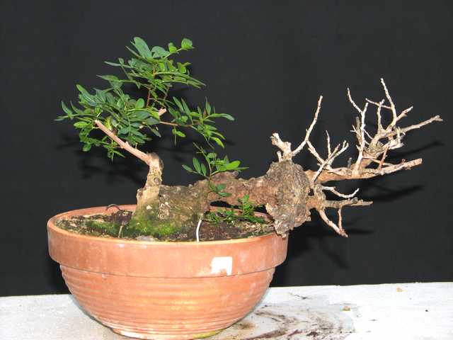 [bonsai+2354.jpg]