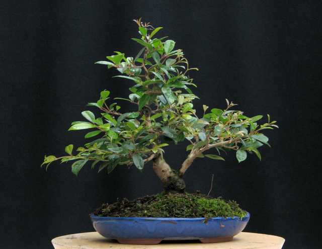 [bonsai+2552.jpg]