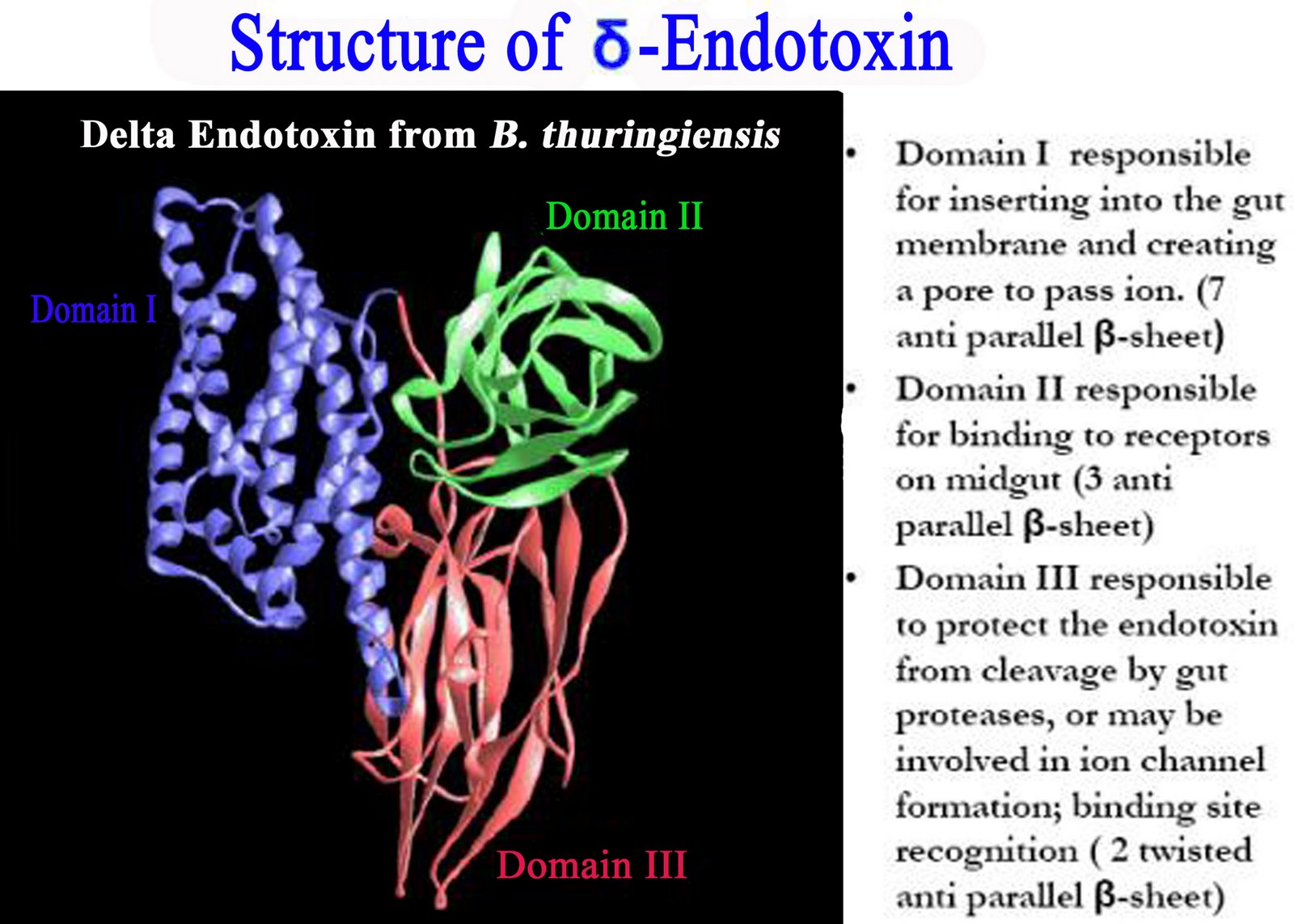 3D STRUCTURE OF DELTA ENDOTOXIN