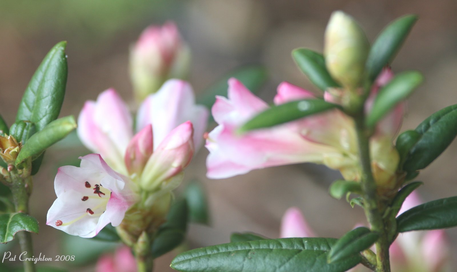 [Rhododendron+Seta.jpg]