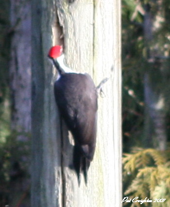 [Pileated+Woodpecker+on+Pole.jpg]