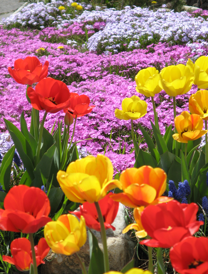 [00-Spring+flowers.jpg]