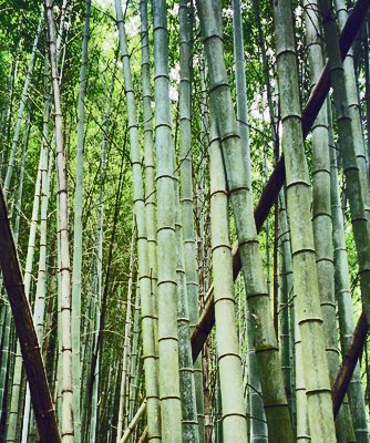 [Bambus.jpg]