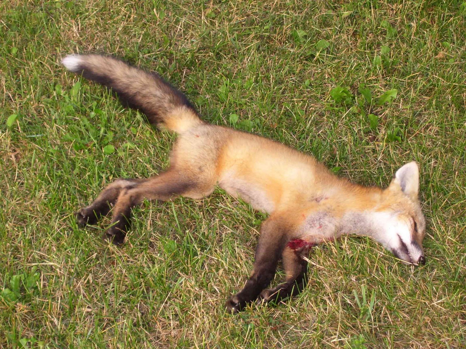 [fox+July+6.jpg]