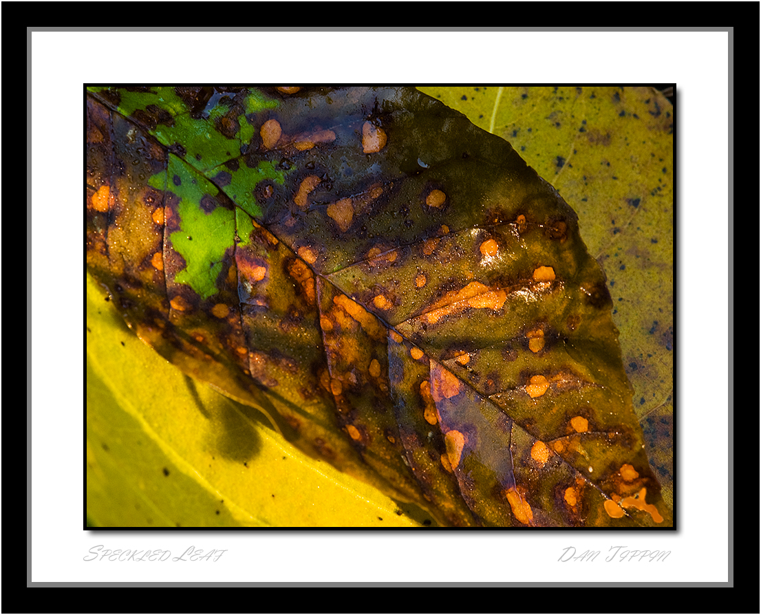 [Orange+Yellow+&+Green+Leaf+-+BLOG+Framed+-+Yarmouth+Con+-+20070813+-+DSC_5195.jpg]