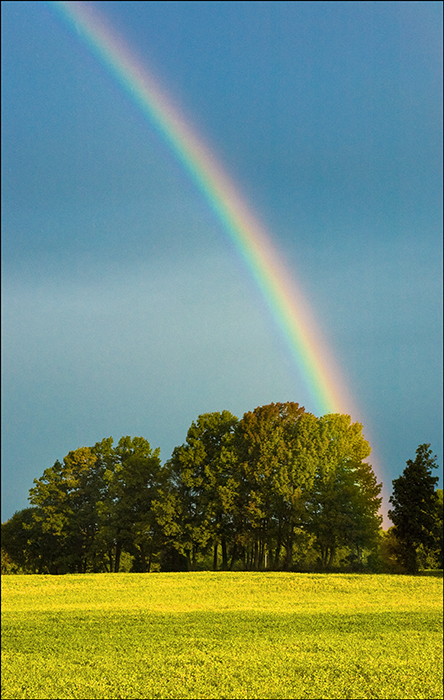[Rainbow+In+The+Trees+2+-+650+Blog+-+DSC_8661.jpg]