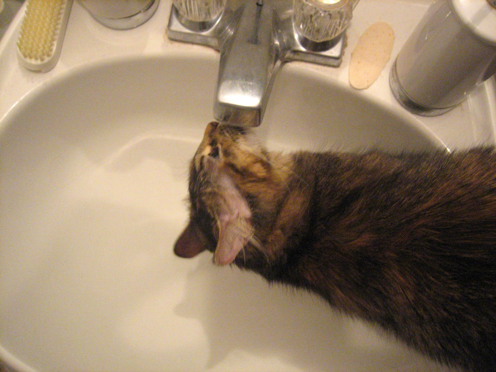 [licking+the+faucet.jpg]