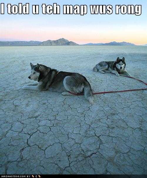 [funny-dog-pictures-huskies-are-lost.jpg]
