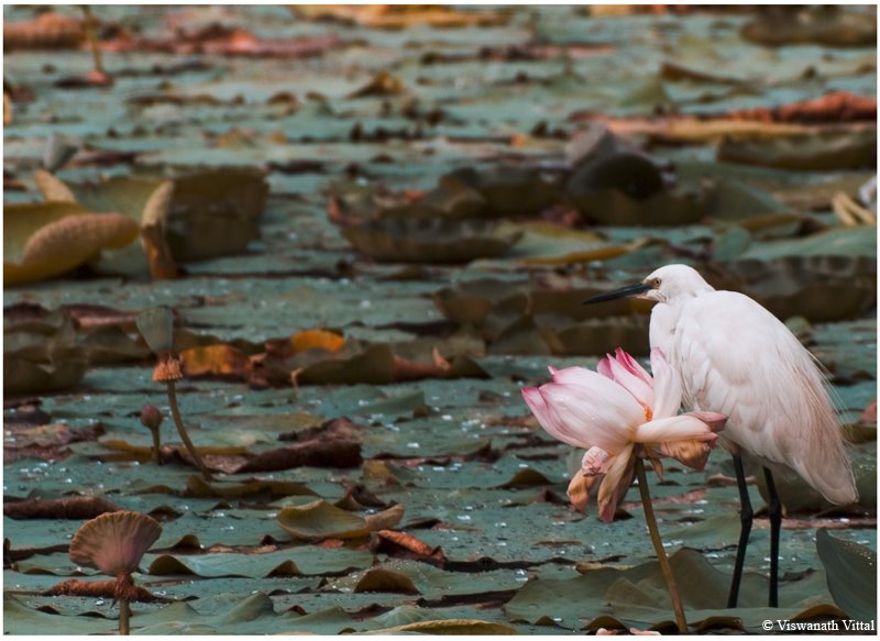 [The-lotus-and-the-egret.jpg]