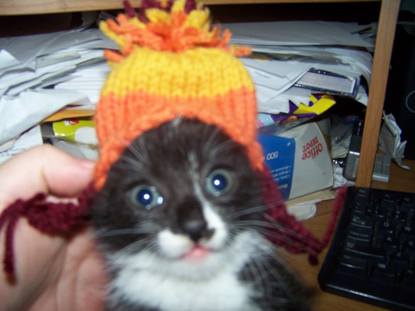 [big+damn+kitten+hat.jpg]