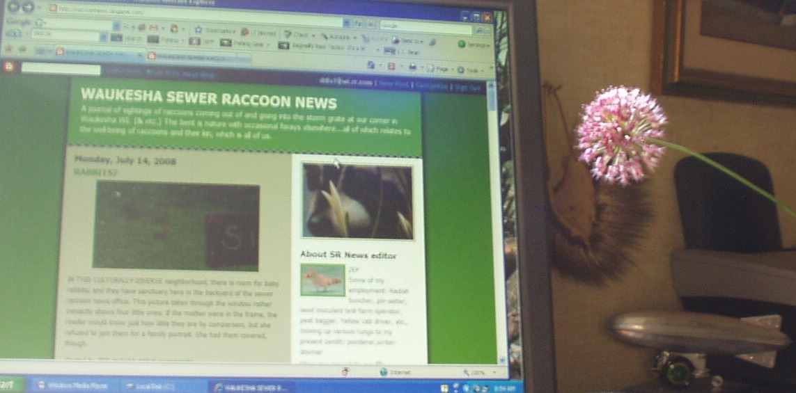 [raccoon+news+with+allium.JPG]