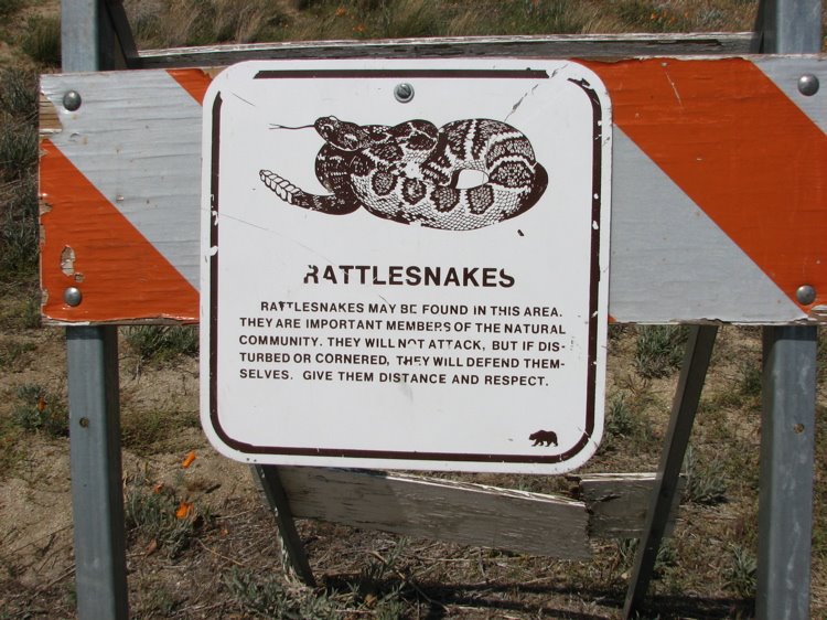 [rattlesnakes.jpg]