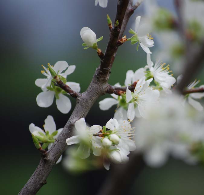 [plum+tree+flowers.jpg]