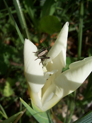 Sauterelle sur fleur d'iris de Hollande blanc