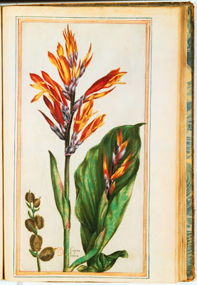 Gravure ancienne couleur de Canna indica