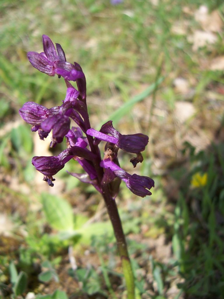 [100_0139_orchis_a_fleurs_laches_orchis_laxiflora.jpg]
