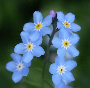 [forget-me-not-08.jpg]