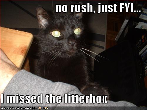 [funny-pictures-black-cat-missed-litterbox.jpg]