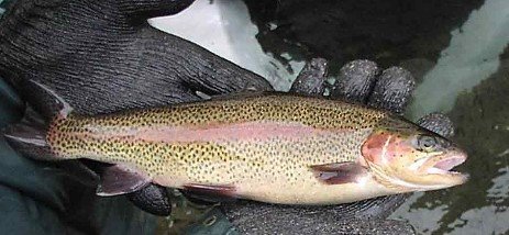 [research_resistanttrout_02big.jpg]