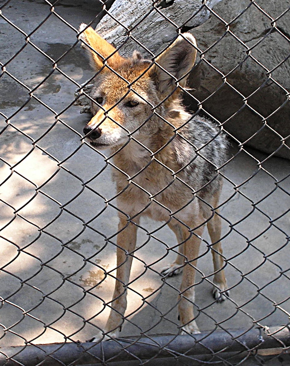 [Merced+Zoo+-+coyote.jpg]