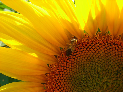 [sunflower.jpg]