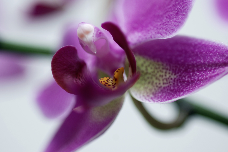 [orkide+liten.jpg]