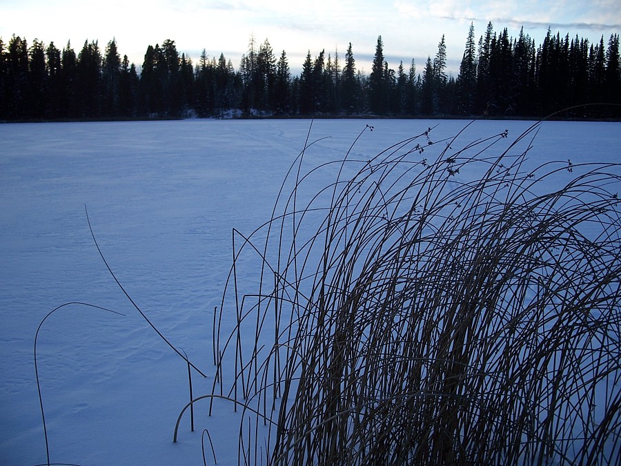[winter+reeds+07.jpg]