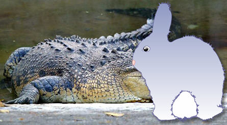 [croc.jpg]