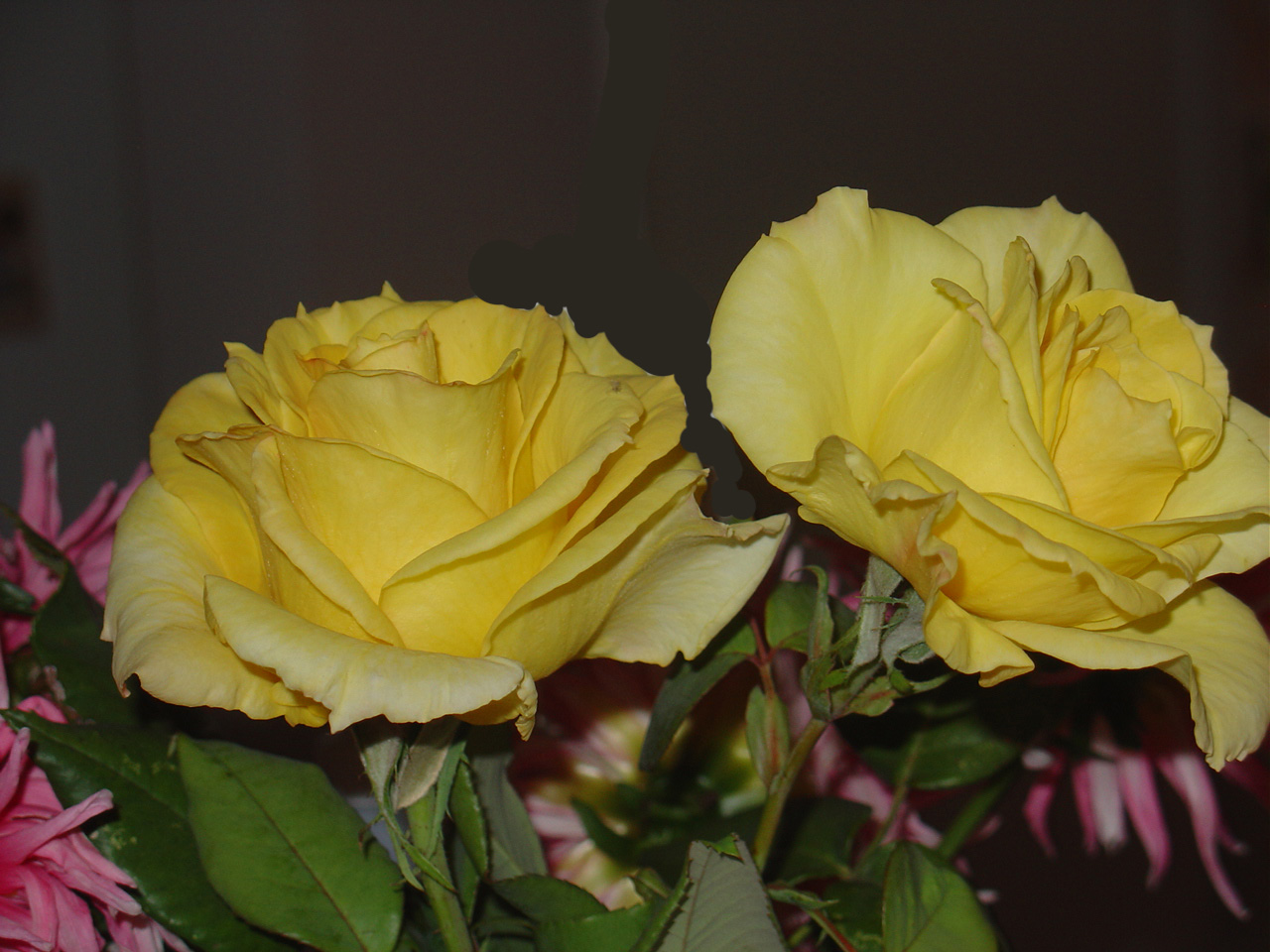 [Two+yellow+roses+.jpg]