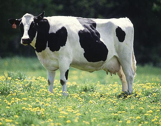 [Friesian-Holstein.jpg]