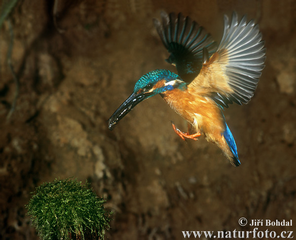 [common-kingfisher-1664.jpg]