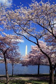 [180px-Washington_C_D_C__Tidal_Basin_cherry_trees.jpg]