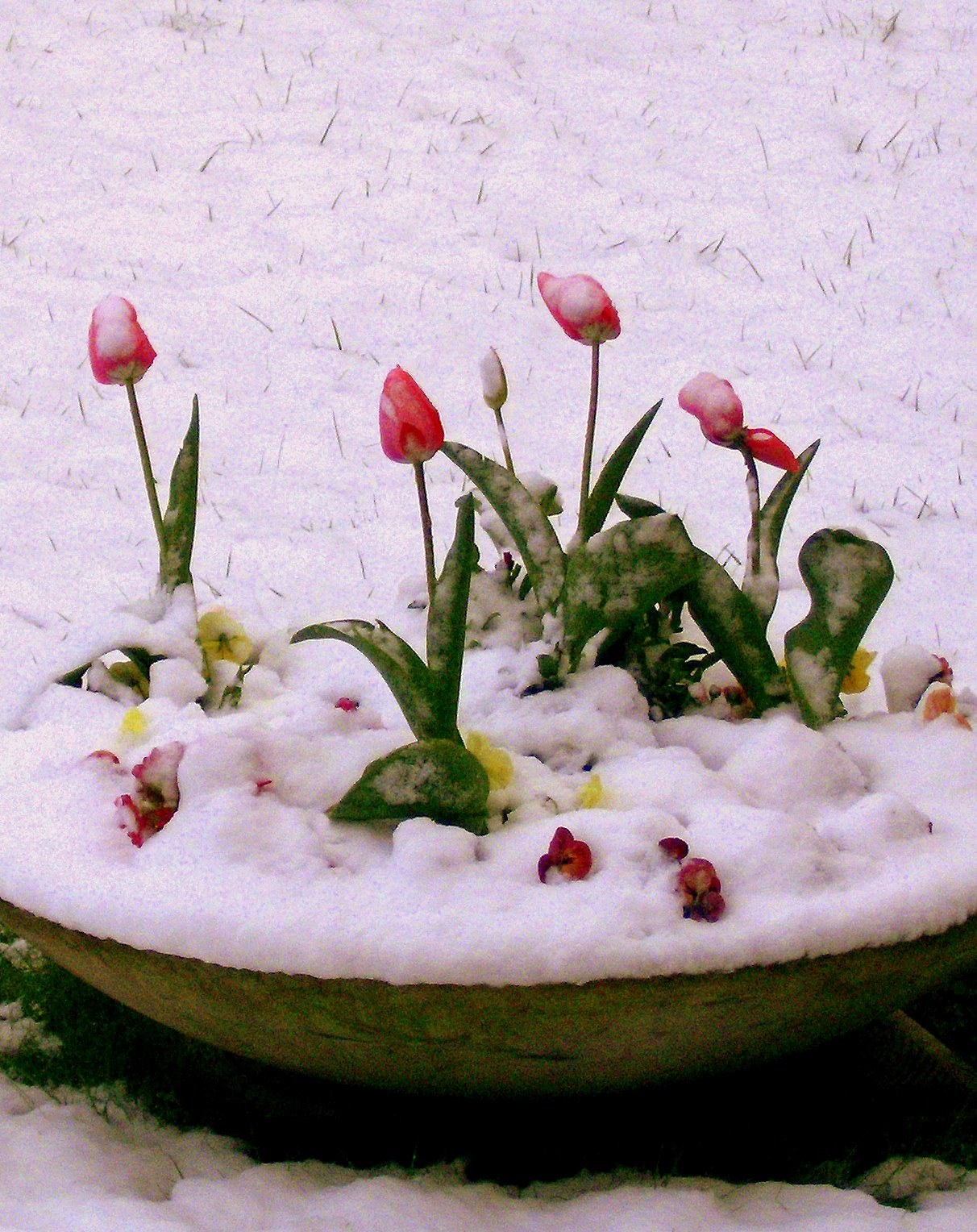 [tulipani+sotto+la+neve.jpg]