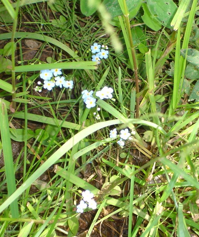 [little+blue+flowers.jpg]